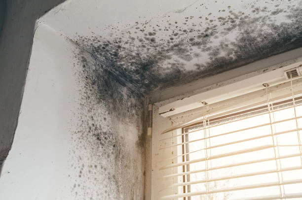 Affordable Black Mold Remediation solutions in Kenly, NC